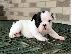 PoulaTo: AKC quality French Bulldog Puppy for free adoption!!!